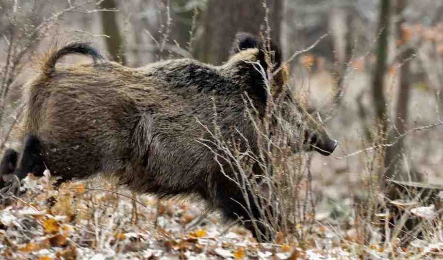 Caccia Al Cinghiale In Battuta