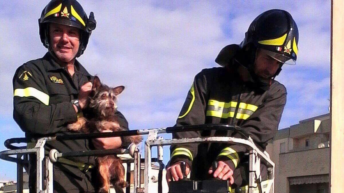 Cane Vigili Del Fuoco 4