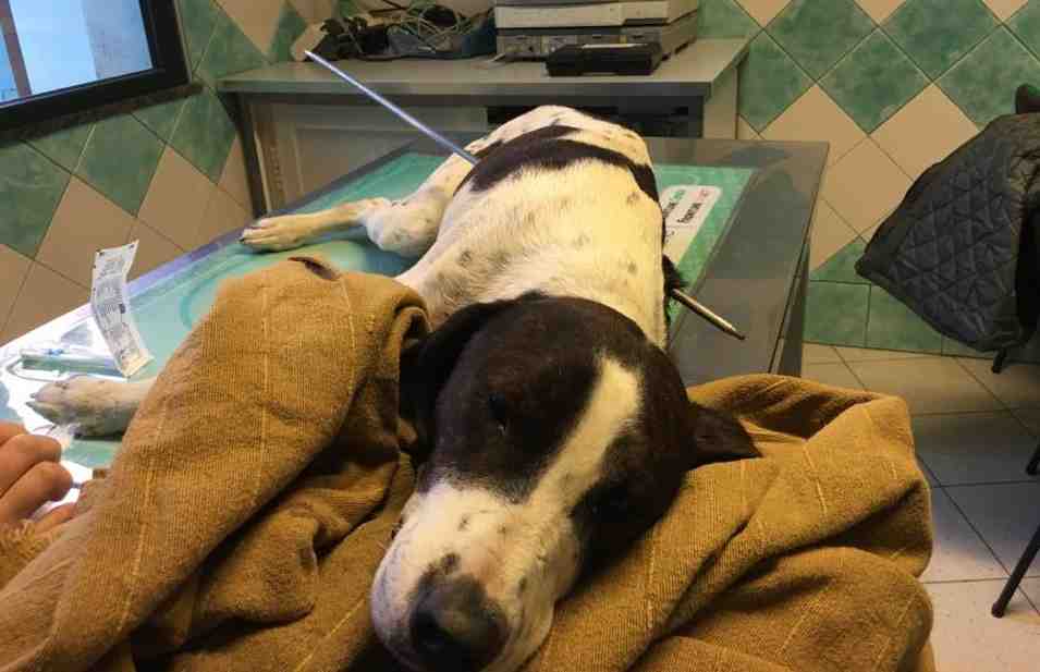 Cane Clinica Due Mari Arpione