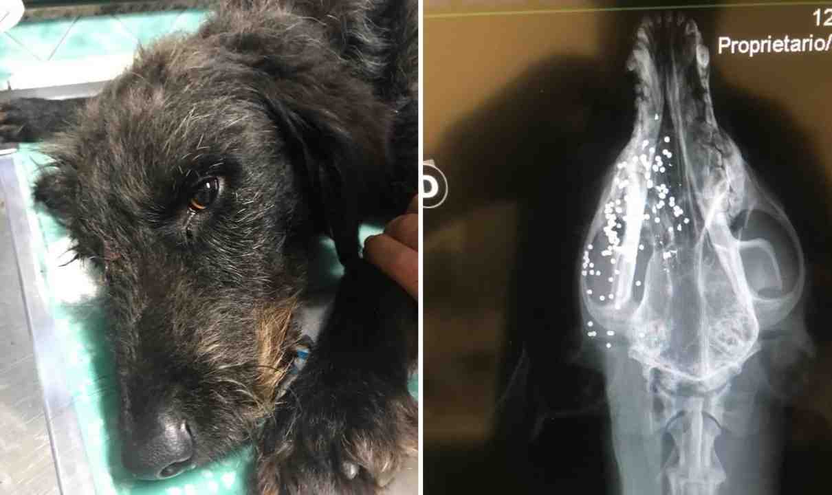 Cane Fucilata Pallini Duemari