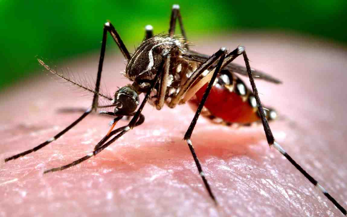 Chikungunya C