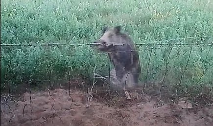 Cinghiale In Trappola Preview