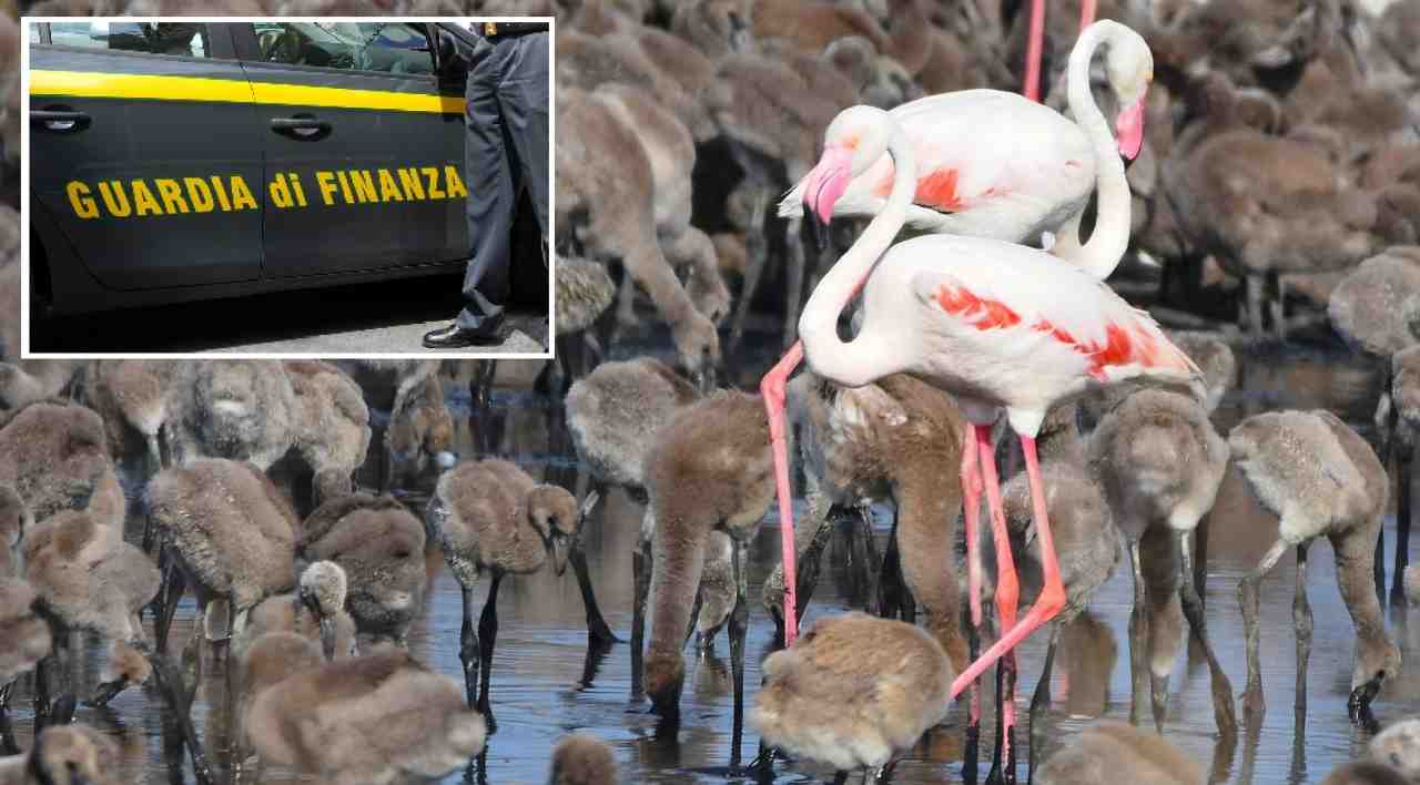 Fenicotteri Parco Molentargius Guardia Di Finanza