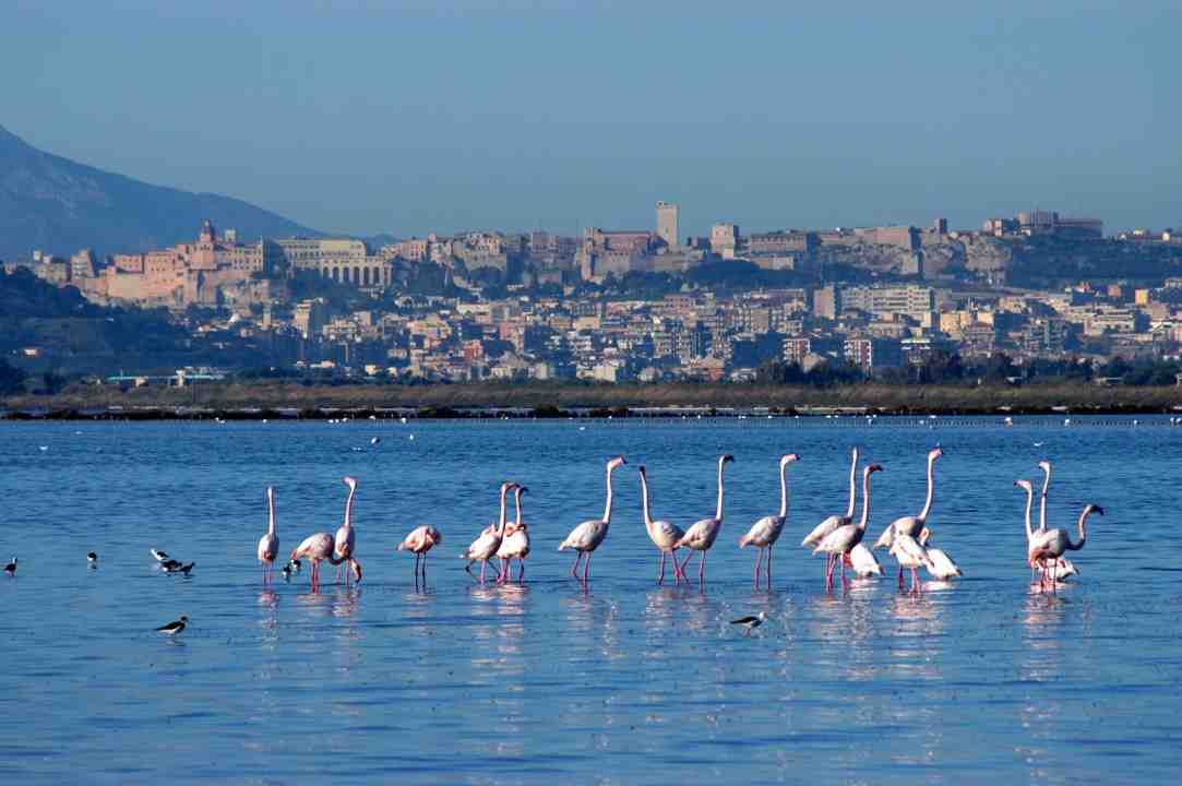 Laguna Santa Gilla 8