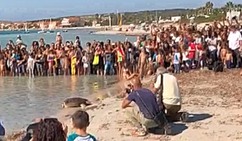 Liberazione Caretta Caretta Tartaruga Putzu Idu