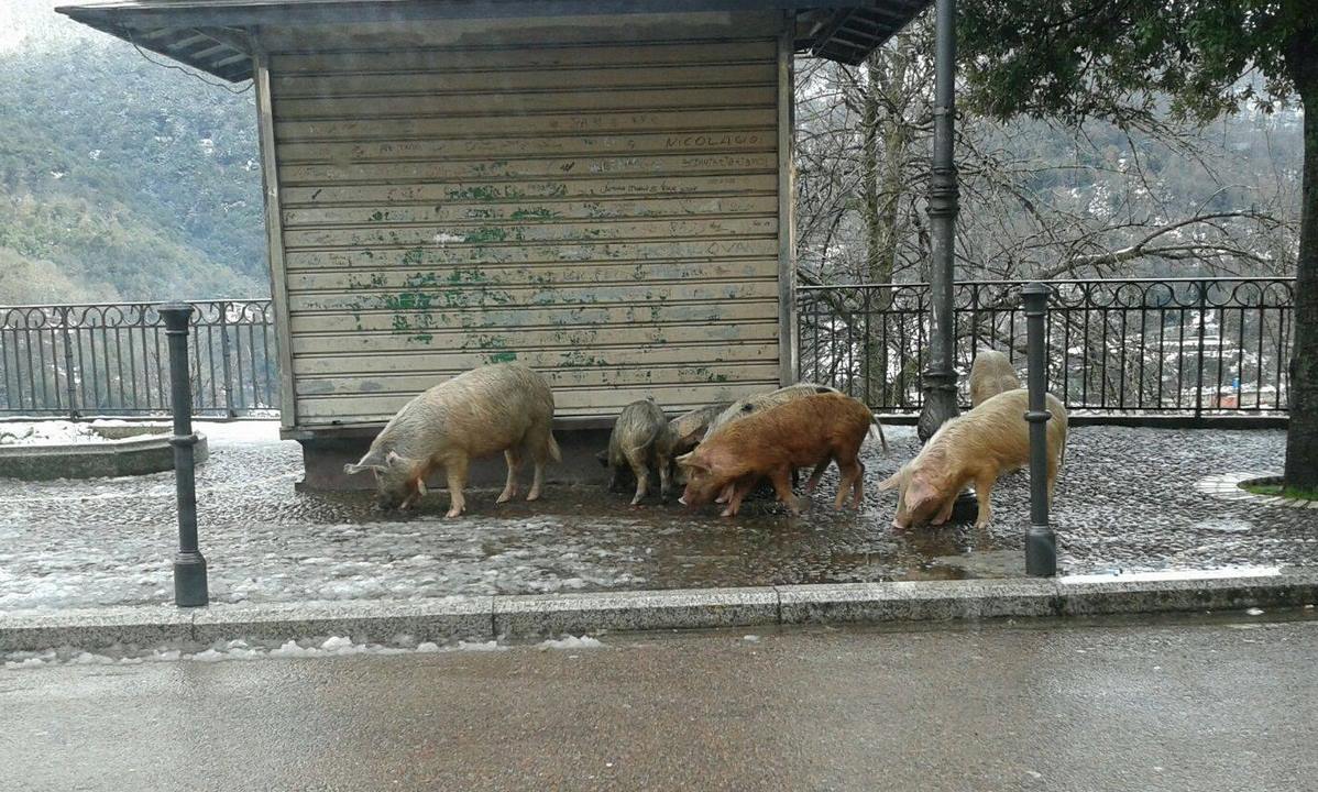 Maiali Allo Stato Brado