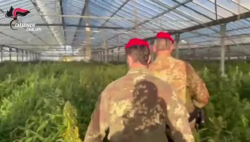 Sei capannoni con 30mila piante di marijuana: la scoperta a Uta, arrestato 60enne (VIDEO)