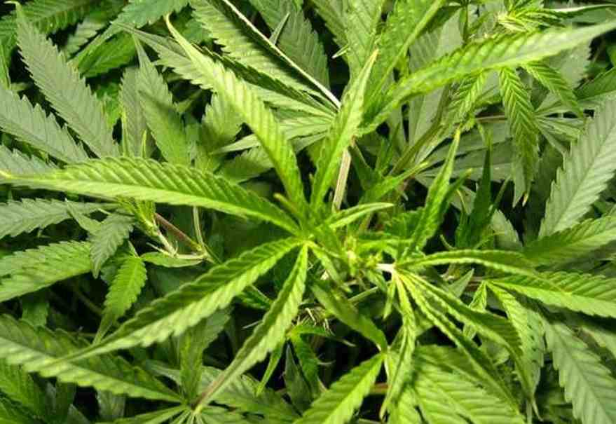 Marijuana C