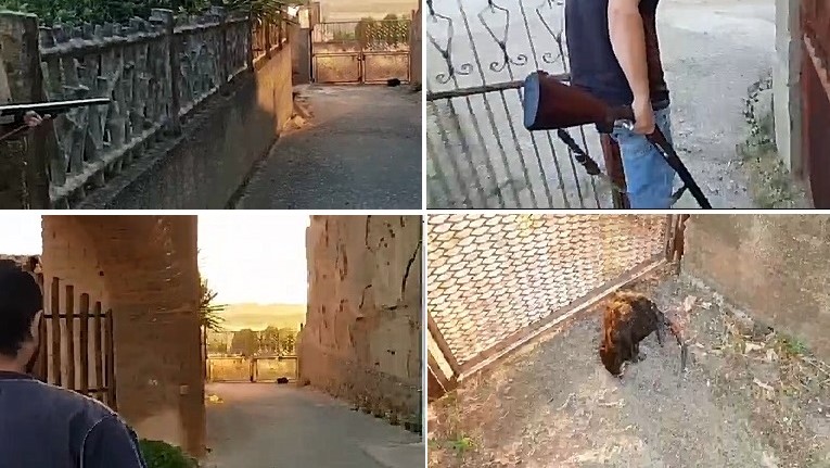 Nutria Fucilata Collage