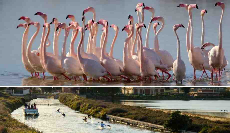 Parco Molentargius