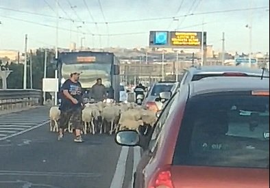 Pecore In Viale Marconi