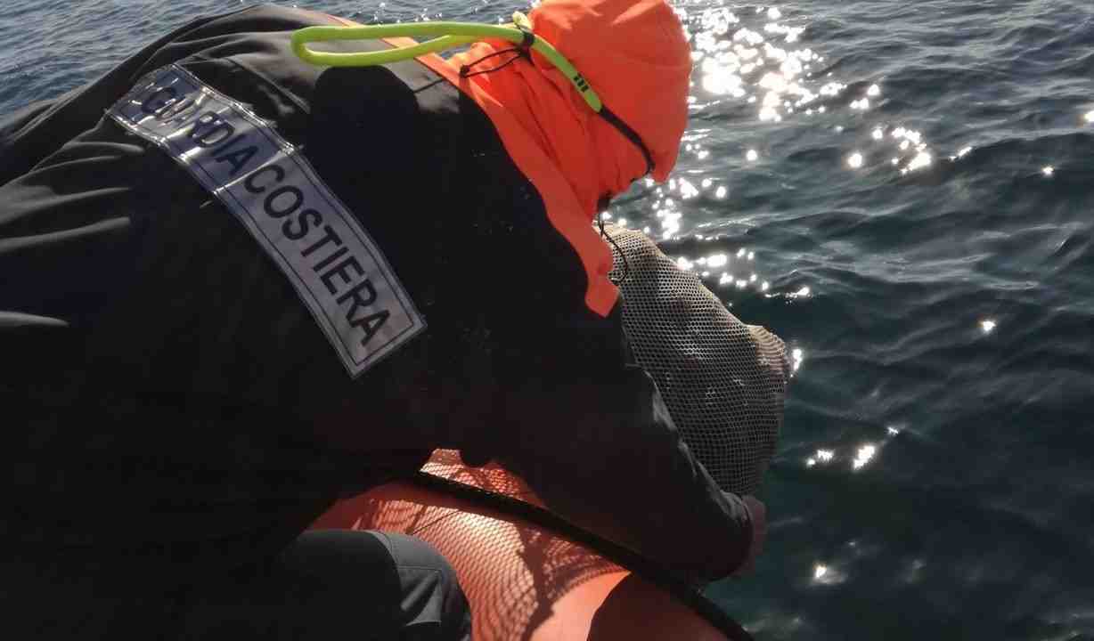 Ricci Ributtati In Mare