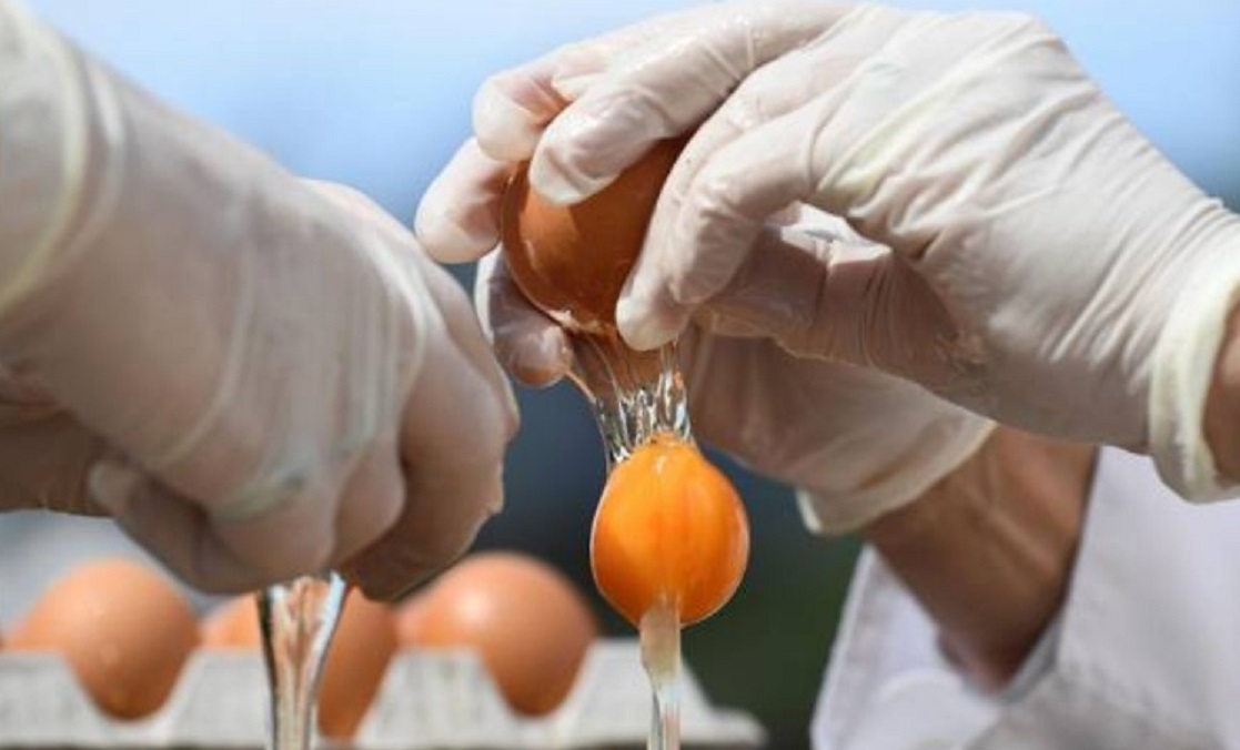 Uova Fipronil