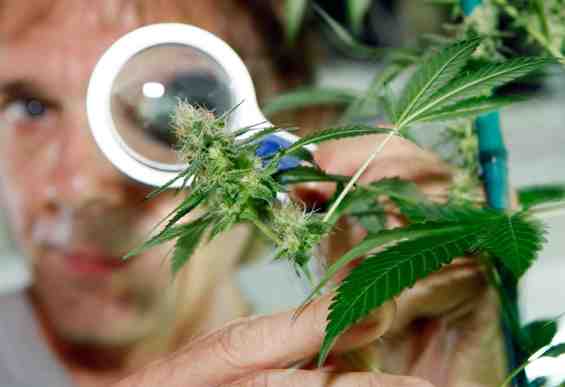 Cannabis