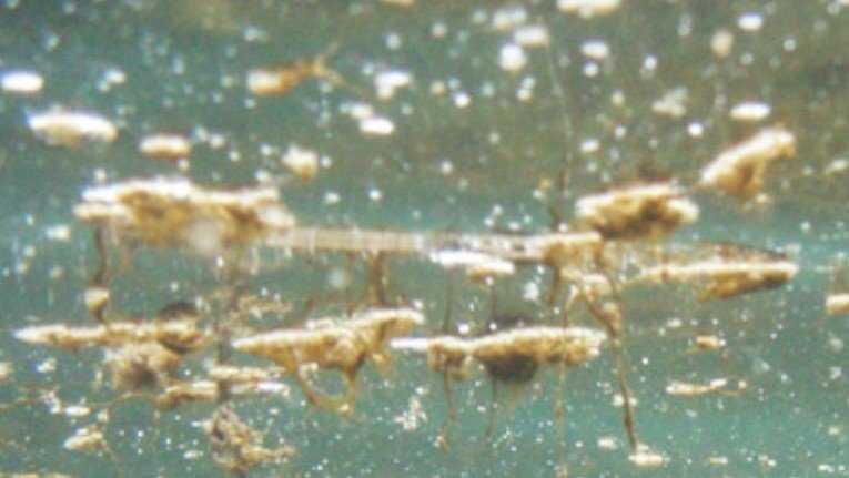 alga-tossica alga-tossica
