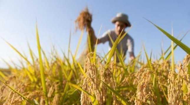 Agricoltura-sardegna