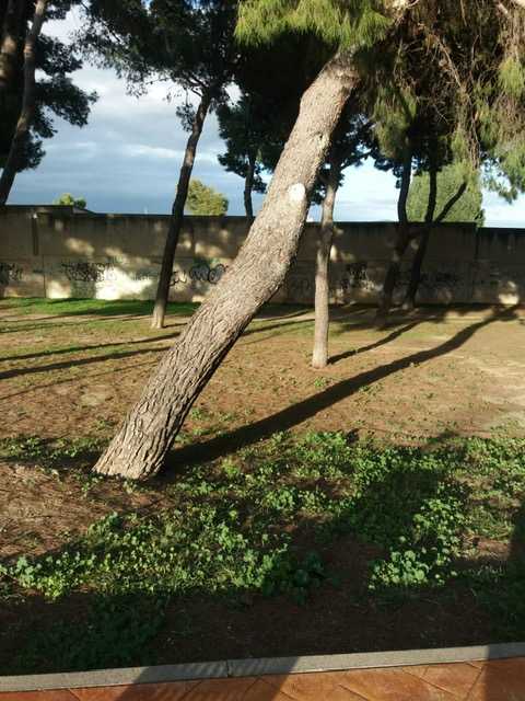 albero-cimitero-pirri