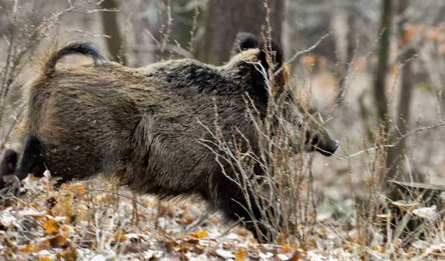 Caccia-al-cinghiale-in-battuta