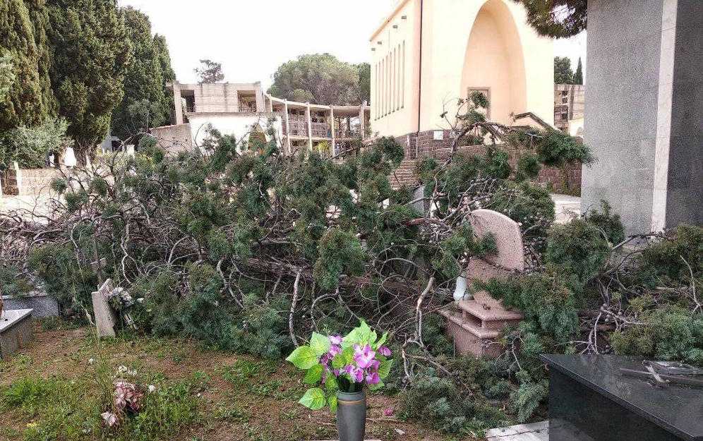 albero-cimitero