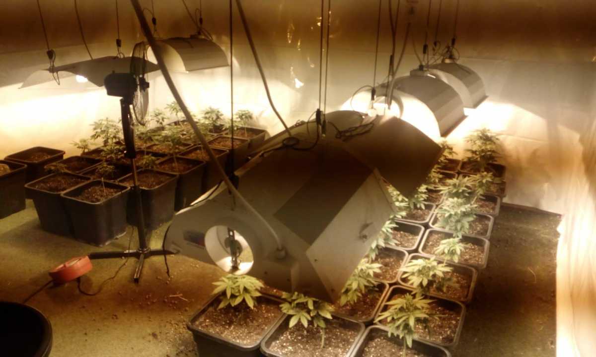 Serra Marijuana 210519 2 serra-marijuana-210519-2