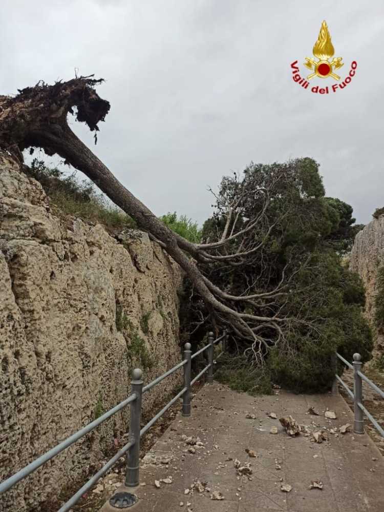 Albero-giardini-pubblici