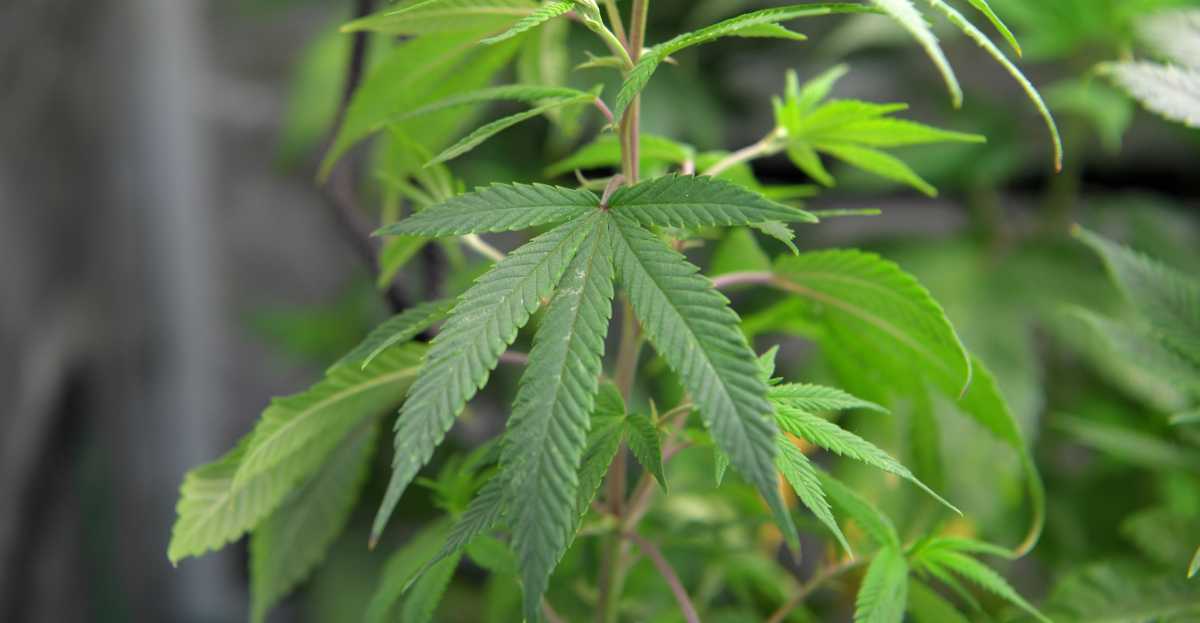 Marijuana-santelia