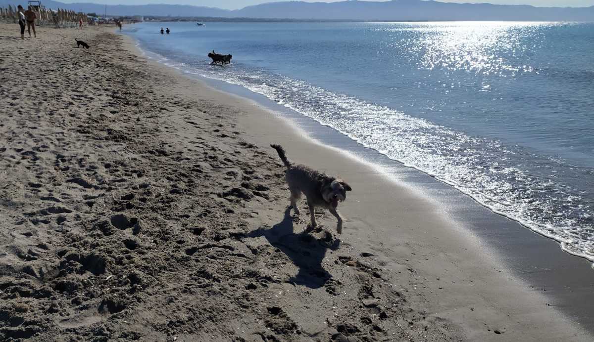 spiaggia-cani-2