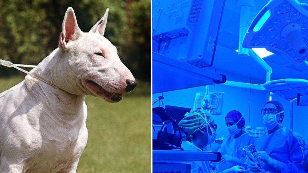 bull-terr-azzannato-