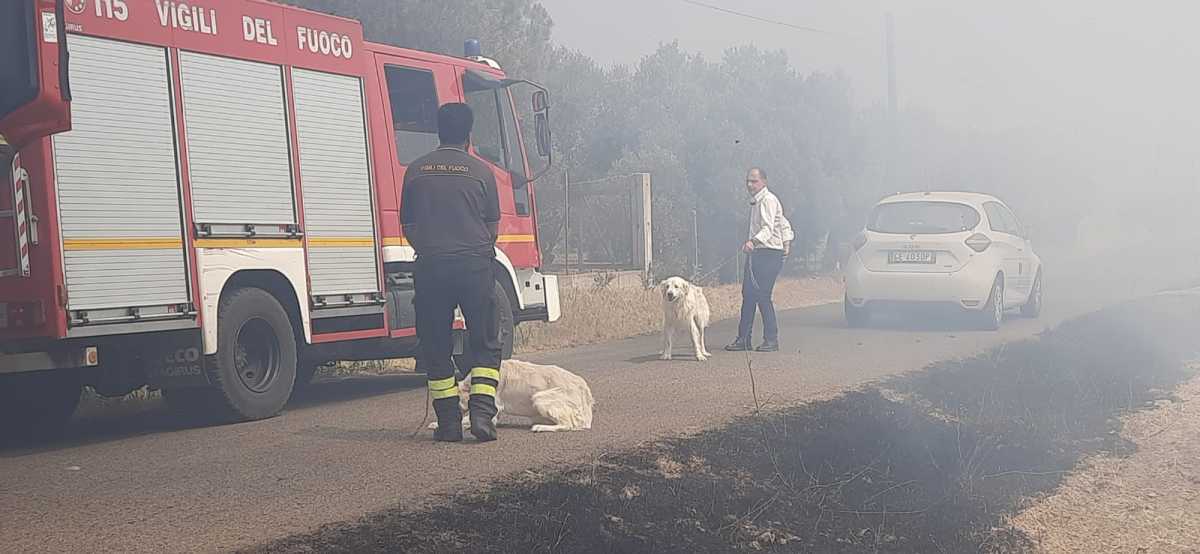 cani-salvati