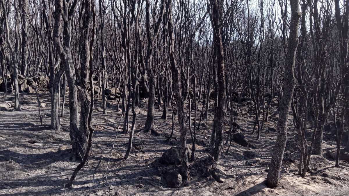 Incenid Oristanese incenid-oristanese