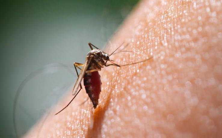 malaria-trasmissione