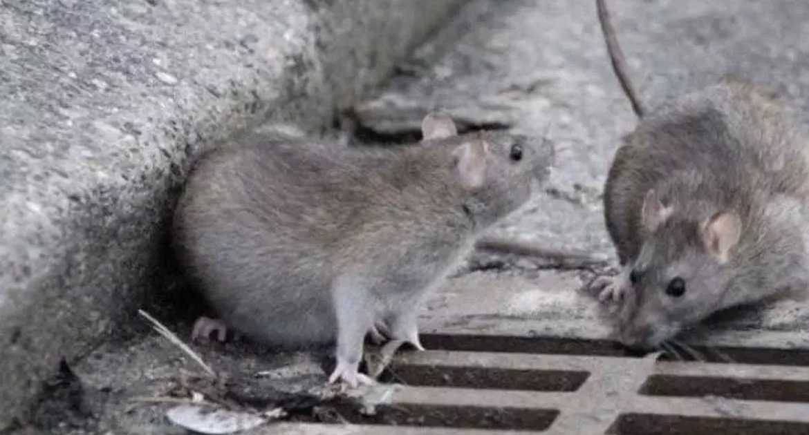 disinfestazione-ratti