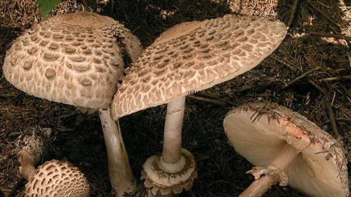 funghi-velenosi