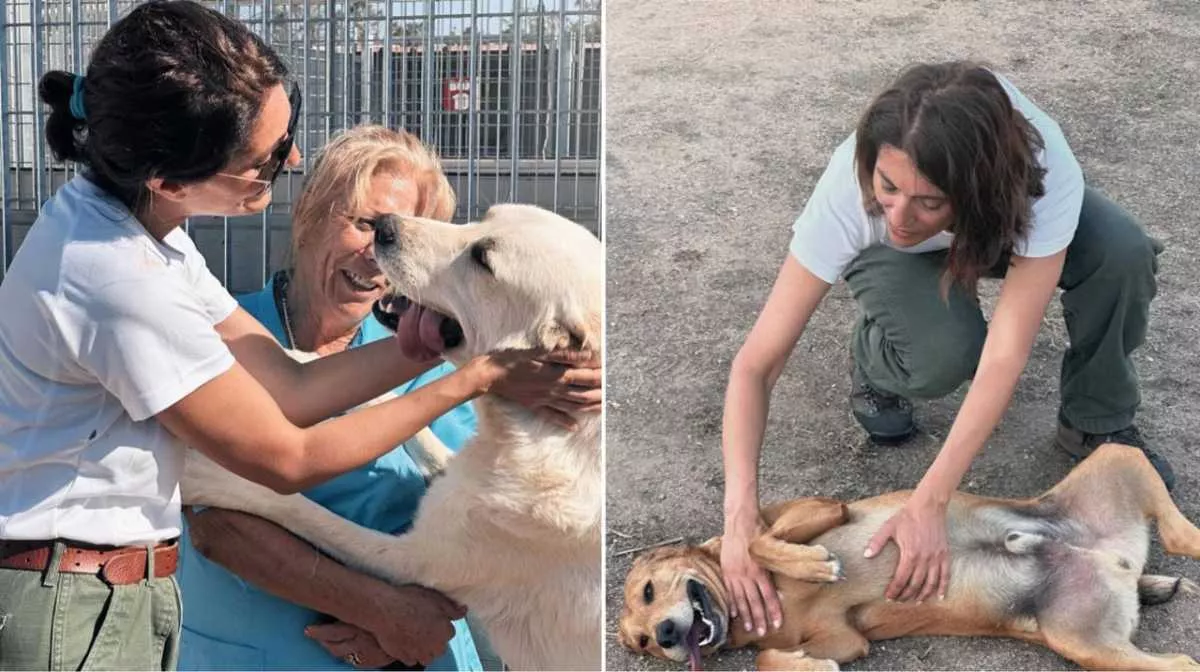 YouTG.NET - Caterina Murino e il giro della Sardegna in furgone tra canili  e colonie