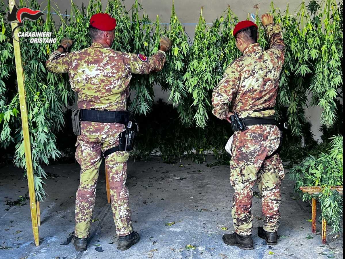 Ghilarza Piantagione ghilarza-piantagione-