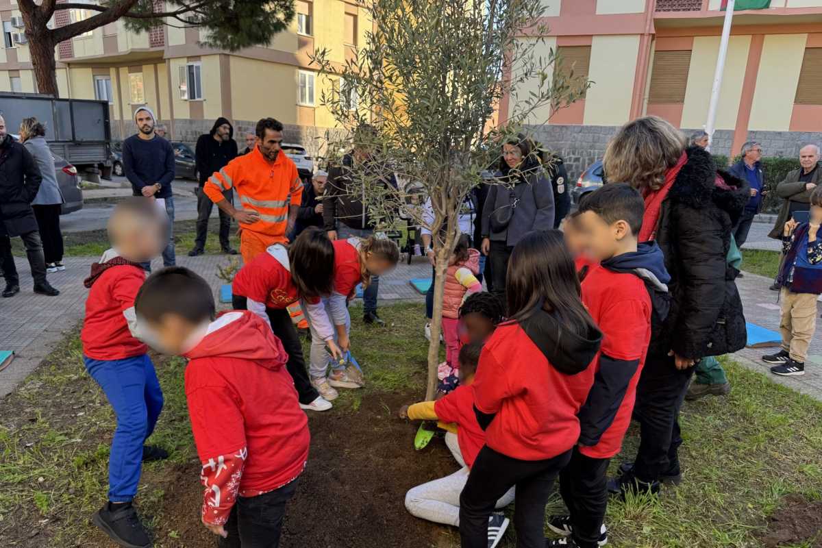 La Messa A Dimora Dellulivo La-messa-a-dimora-dellulivo