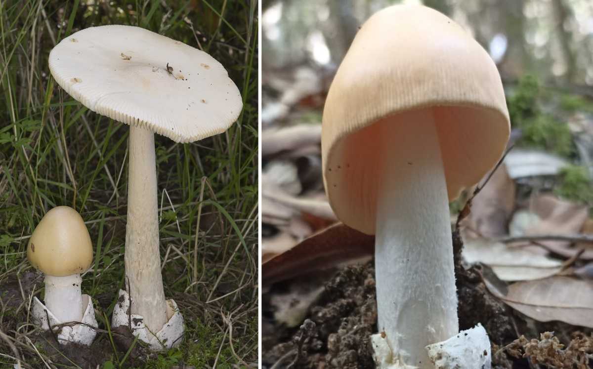 Funghi Funghi