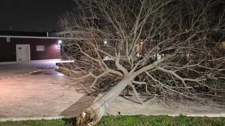 Albero-parco-della-musica