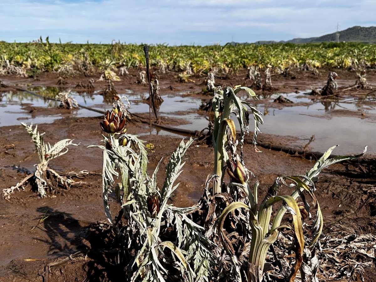 Coldiretti-SardegnaConsiglio-aperto-danni-maltempo-4