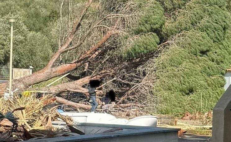 villaputzu-istituto-prof-dessi-albero