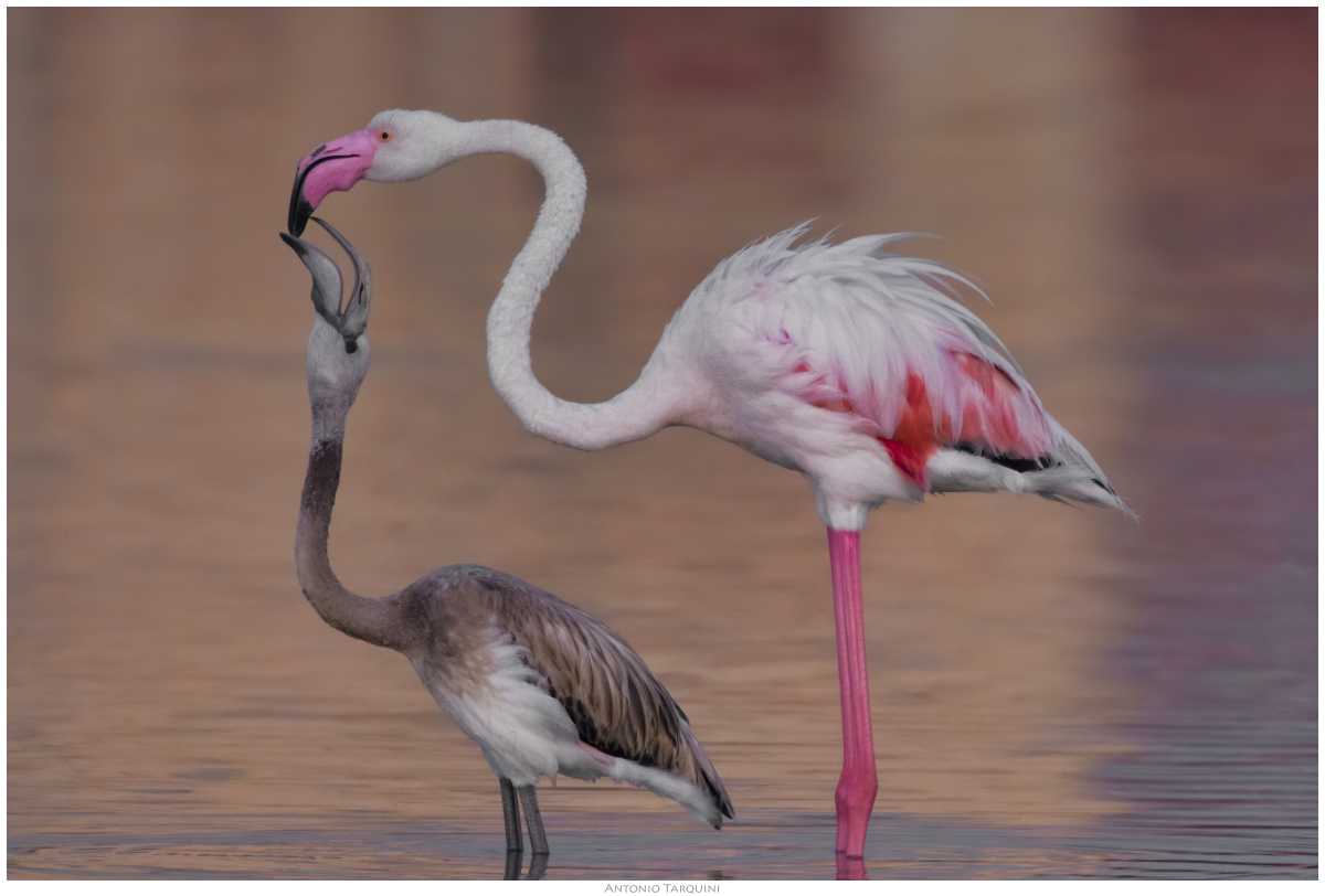 Fenicottero-Tarquini