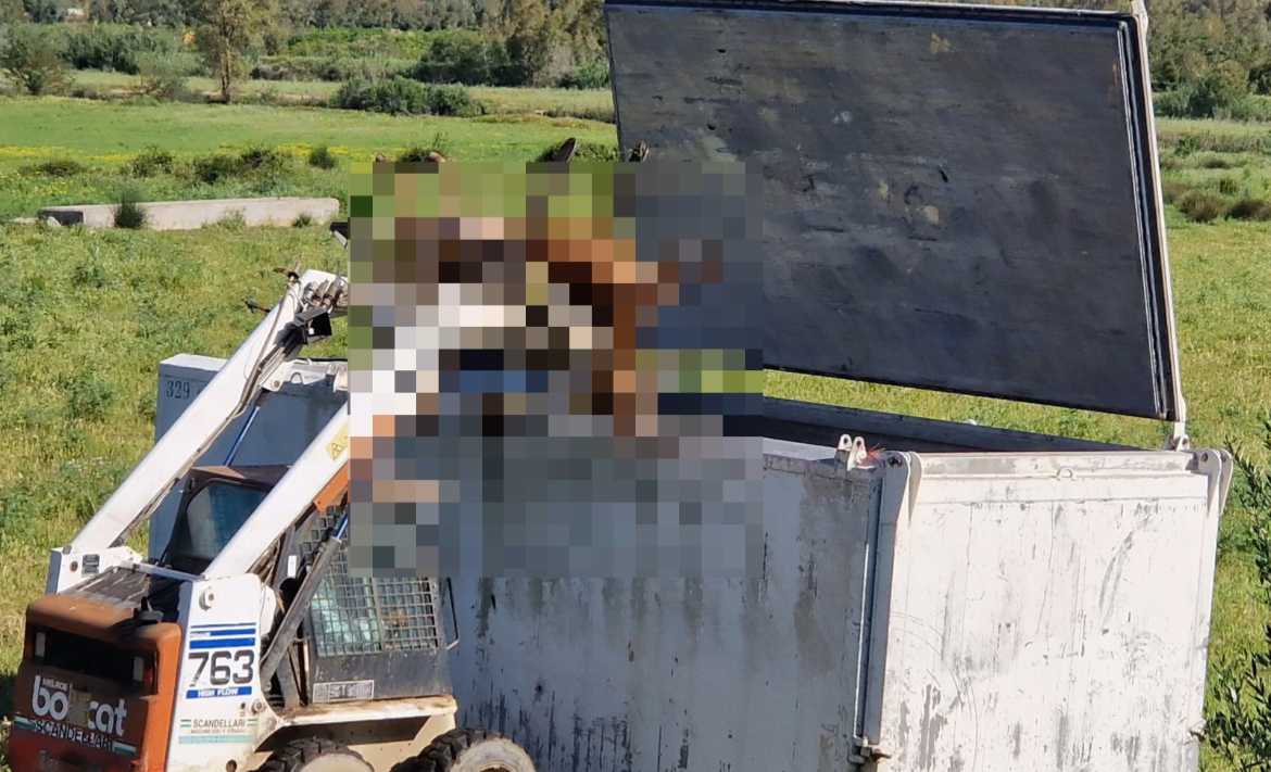 bovini-abbattimenti-muravera