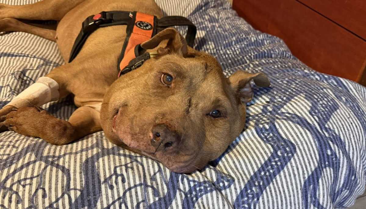 Palla Cagnolina palla-cagnolina