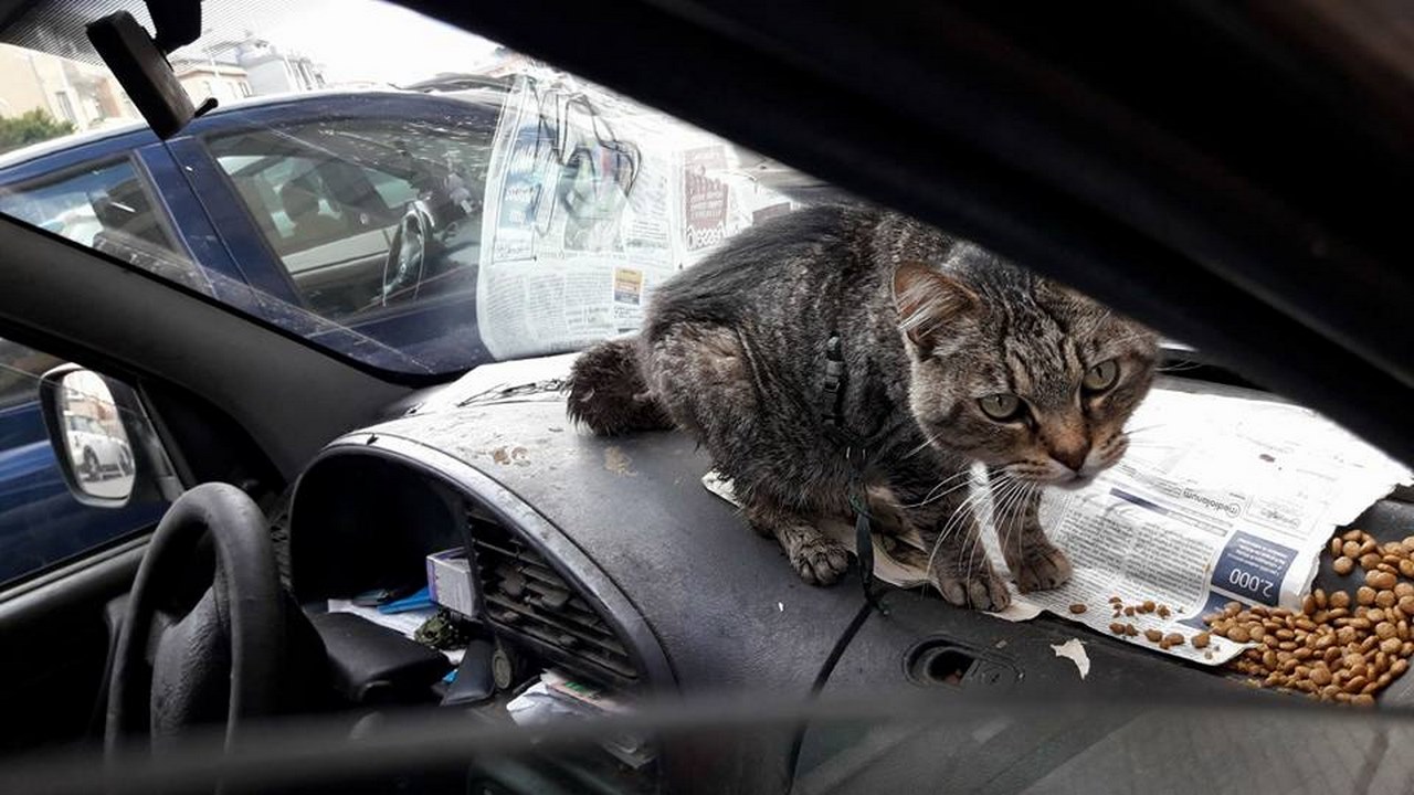 Gatto Auto Abbandonato