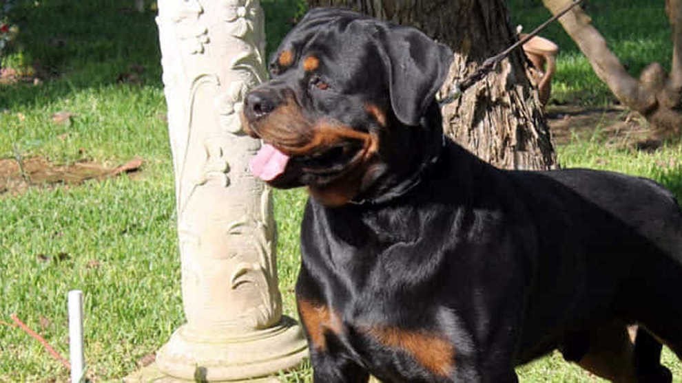 Rottweiler