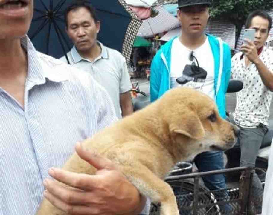 Yulin Tagliato